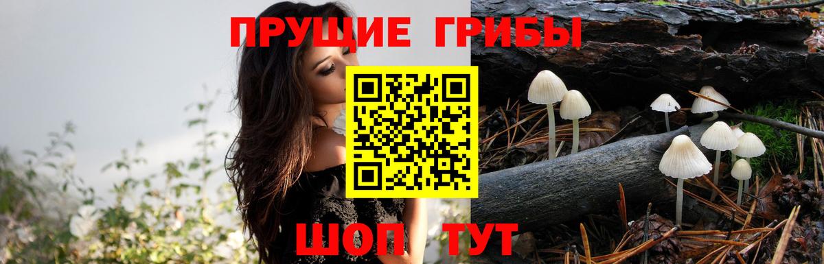 Галлюциногенные грибы Cubensis Медногорск